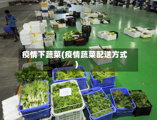 疫情下蔬菜(疫情蔬菜配送方式)-第2张图片